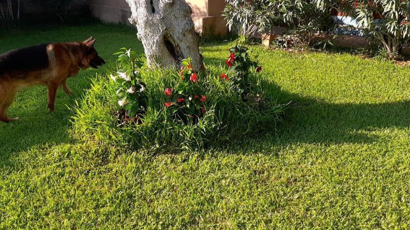 מונטרוני די לצ'ה Villa Girasole מראה חיצוני תמונה